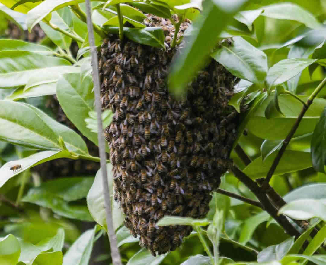 Bee Swarm Collection in Worcestershire