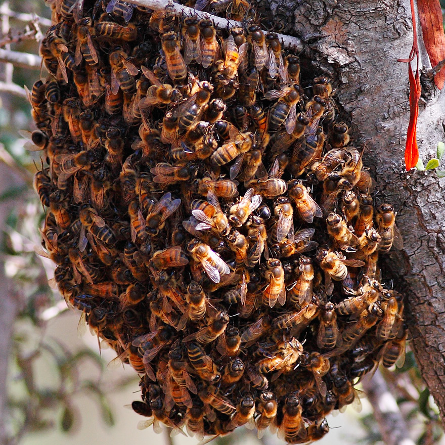 Bee Swarm Collection in Worcestershire