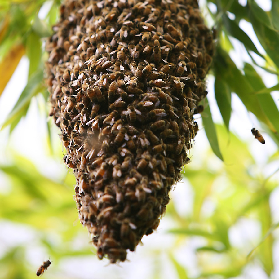Bee Swarm Collection in Worcestershire