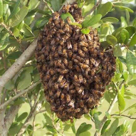 Bee Swarm Collection in Worcestershire